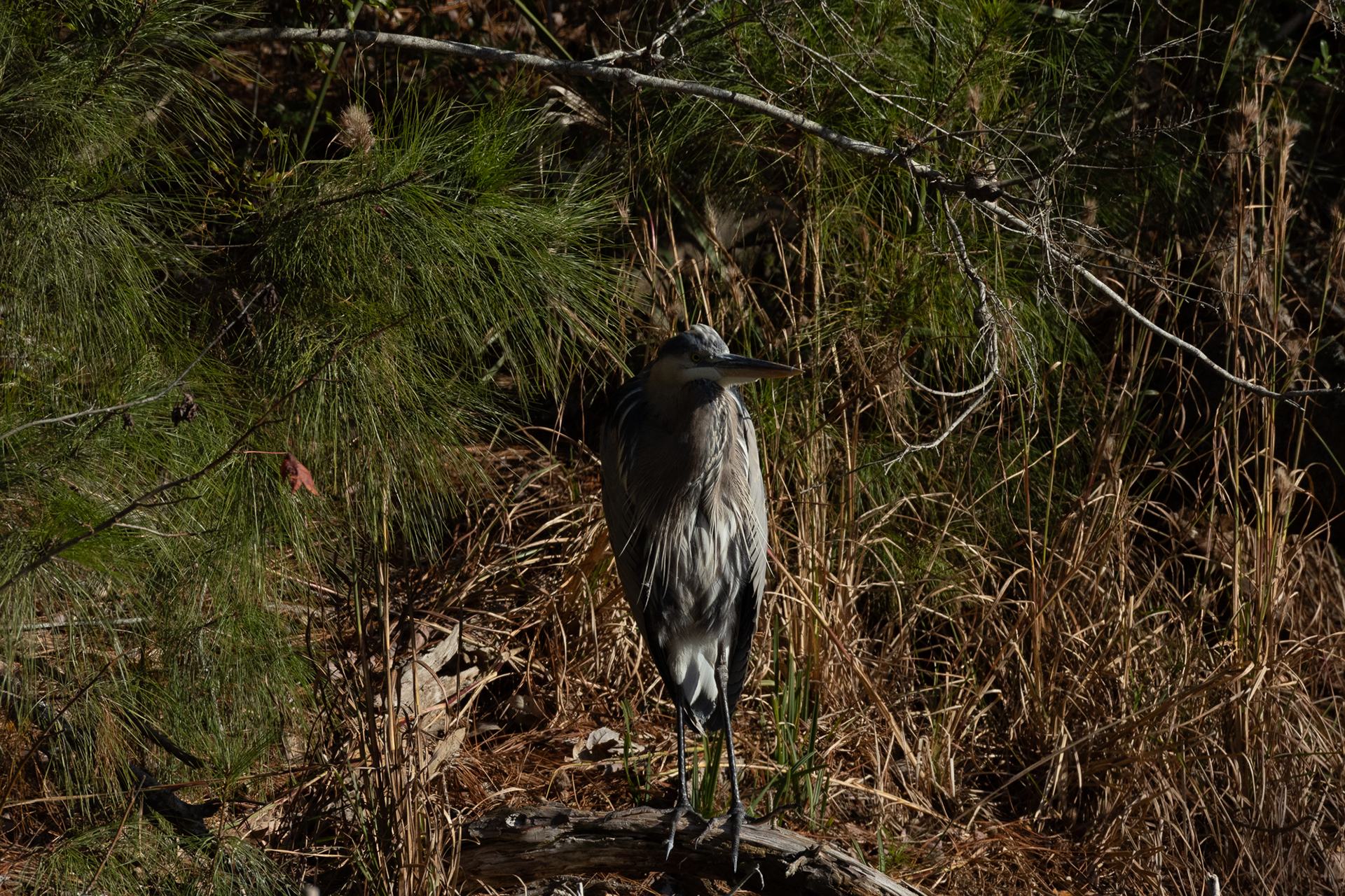 Great Blue Heron