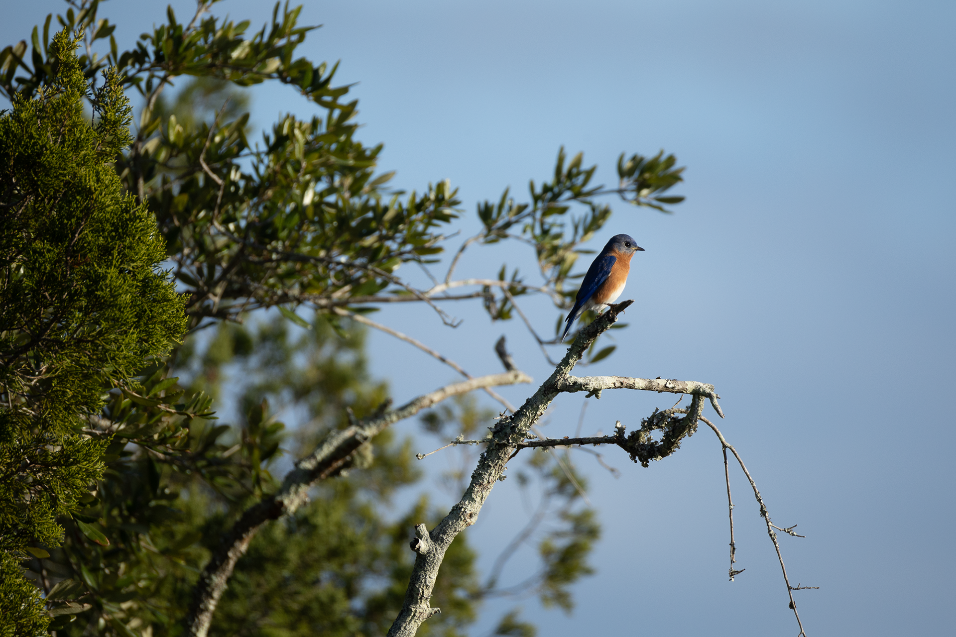Male blue bird