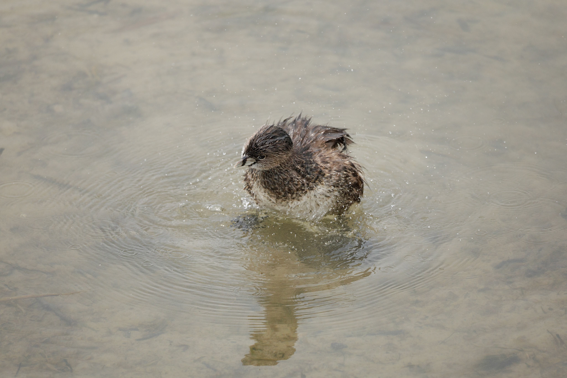 Pied-billed Grebe