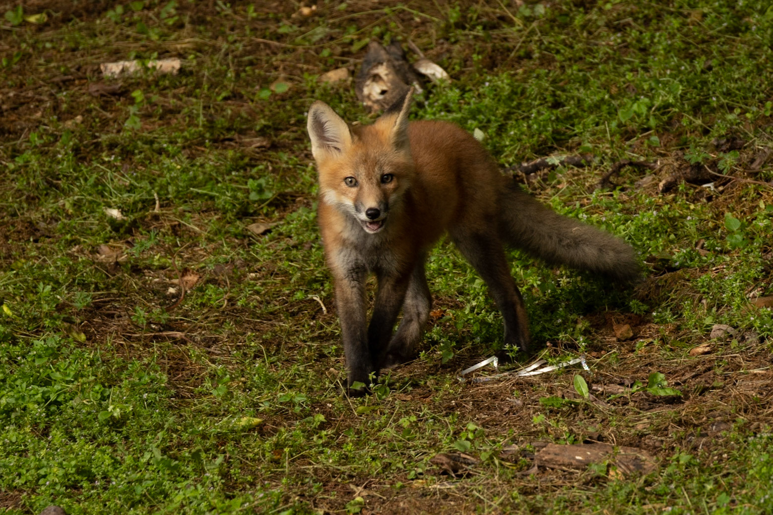 Baby Fox Kit