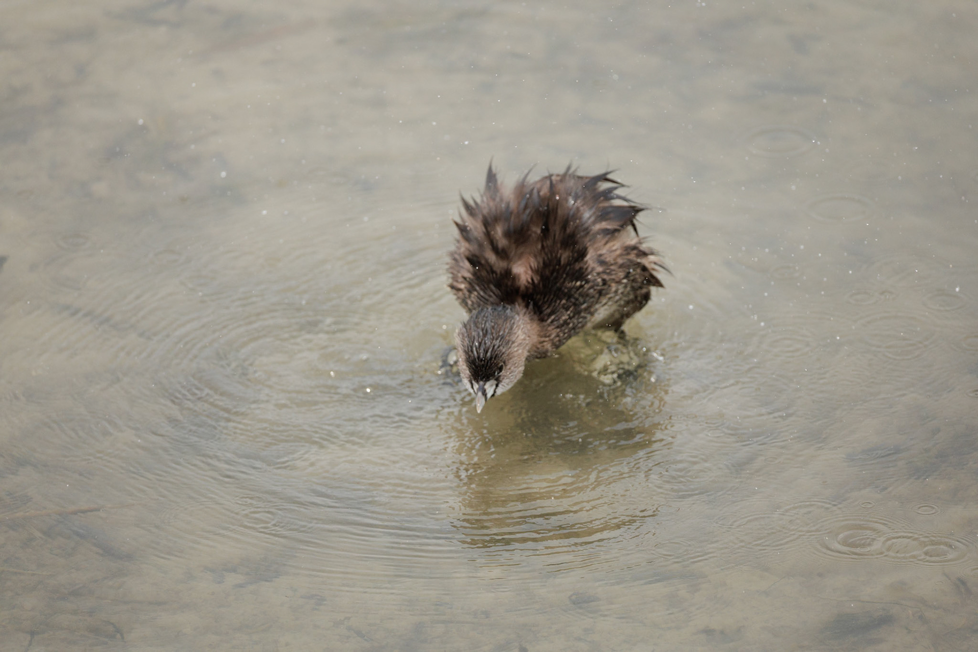 Pied-billed Grebe