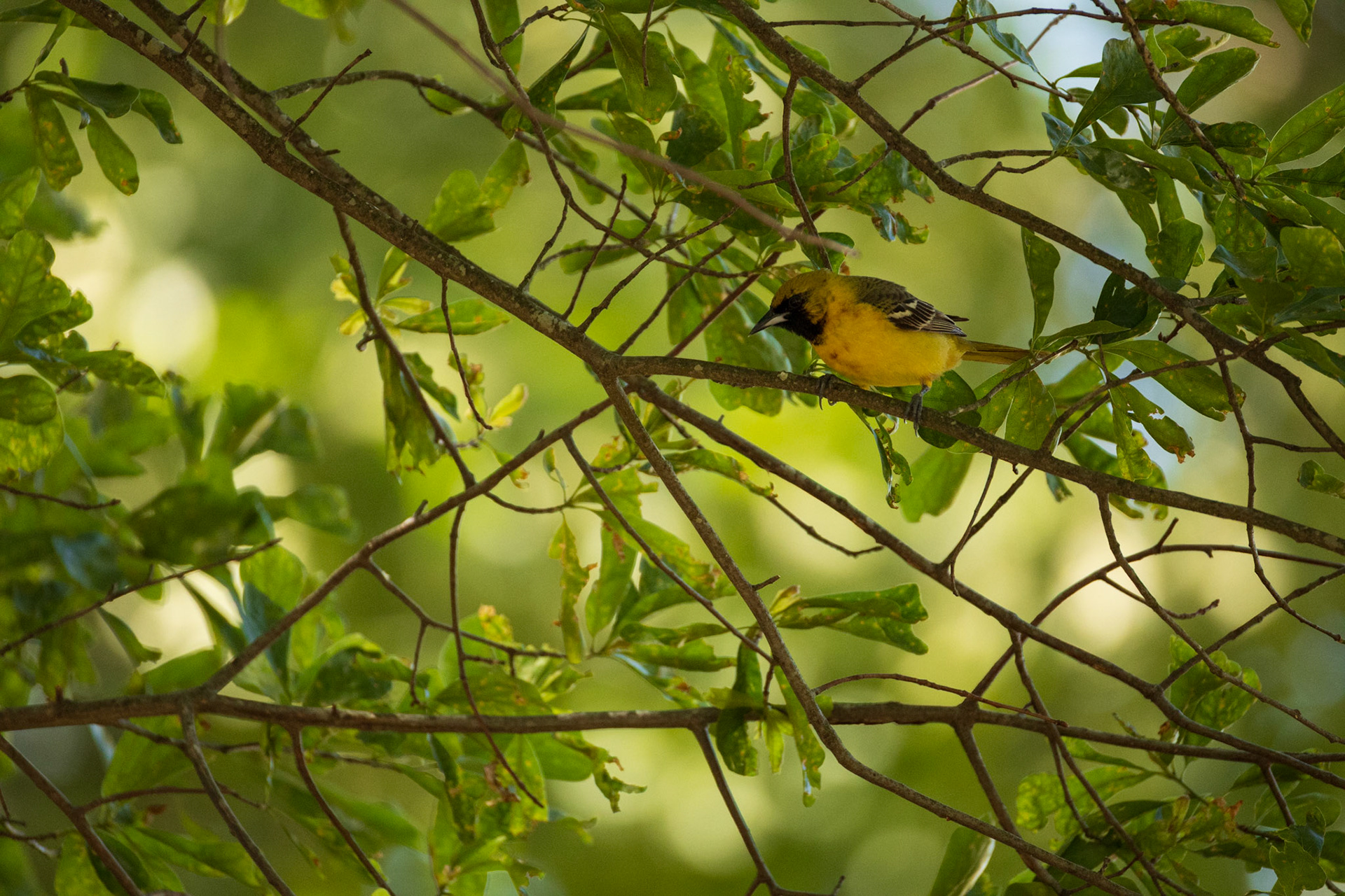 Orchard Oriole