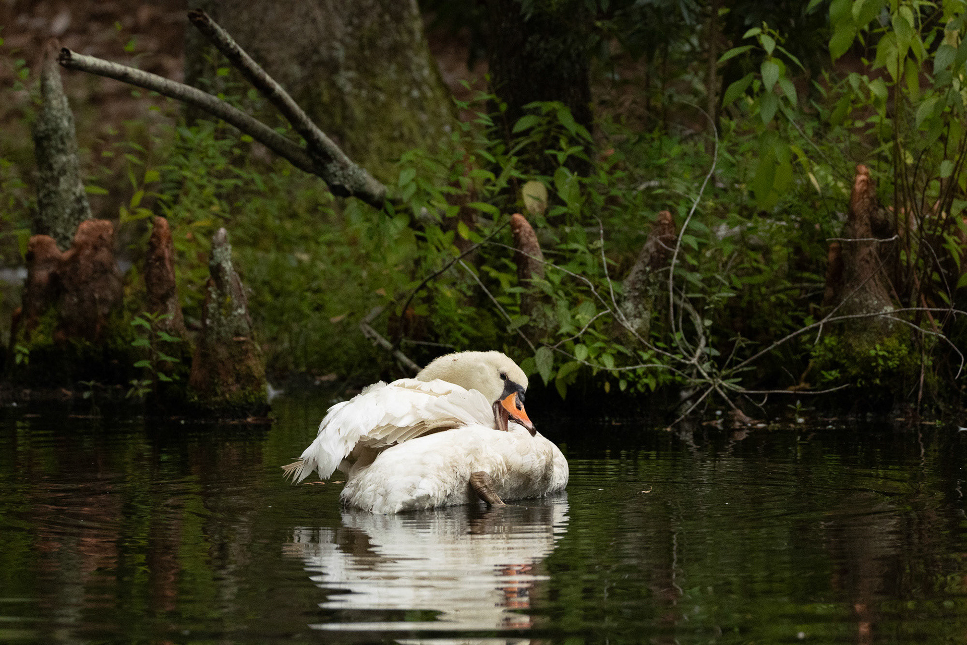 Mute Swan