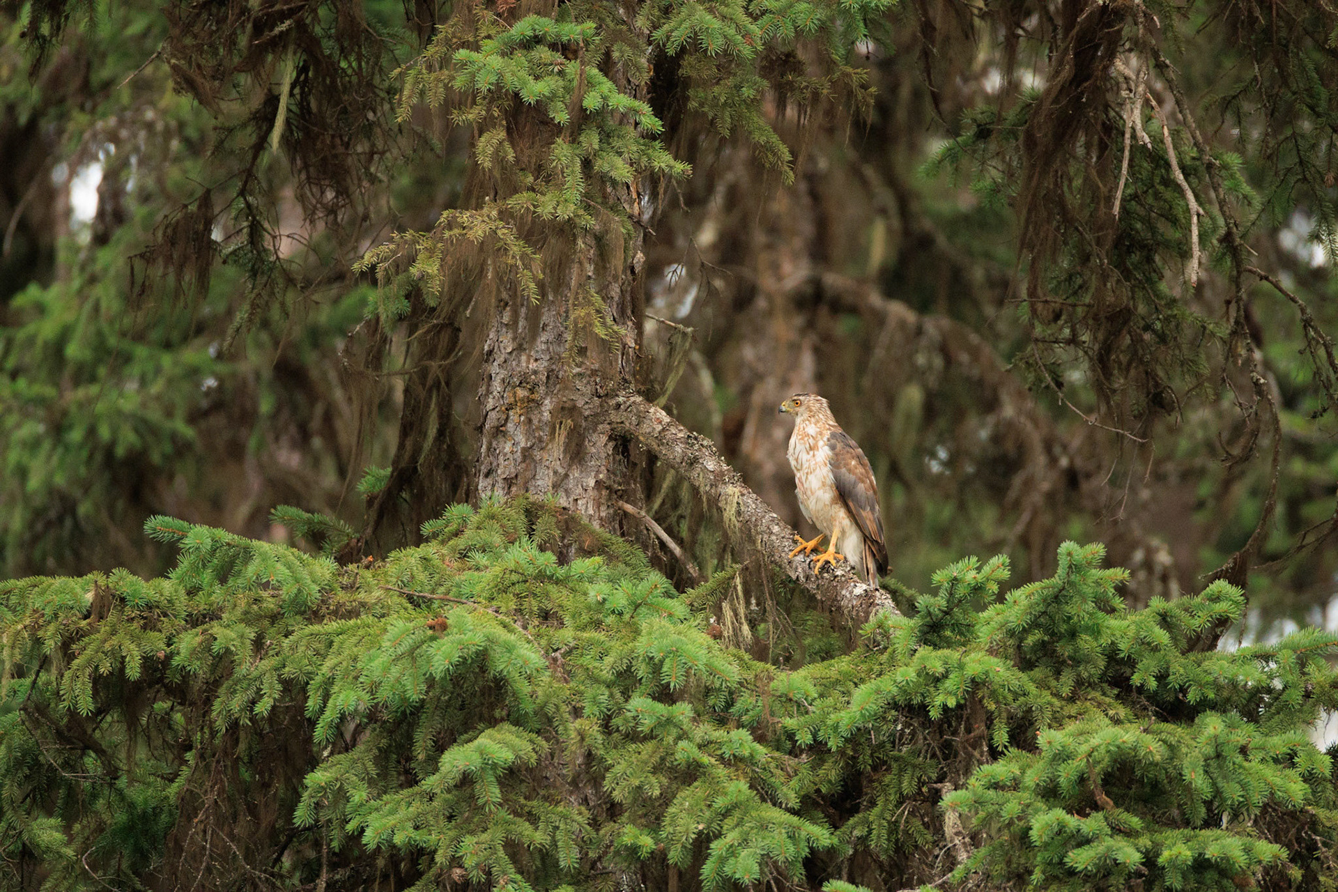 Sharp-shinned Hawk