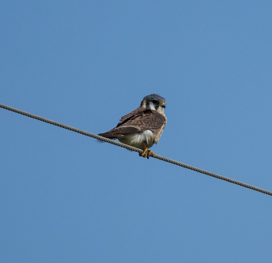 American Kestrel