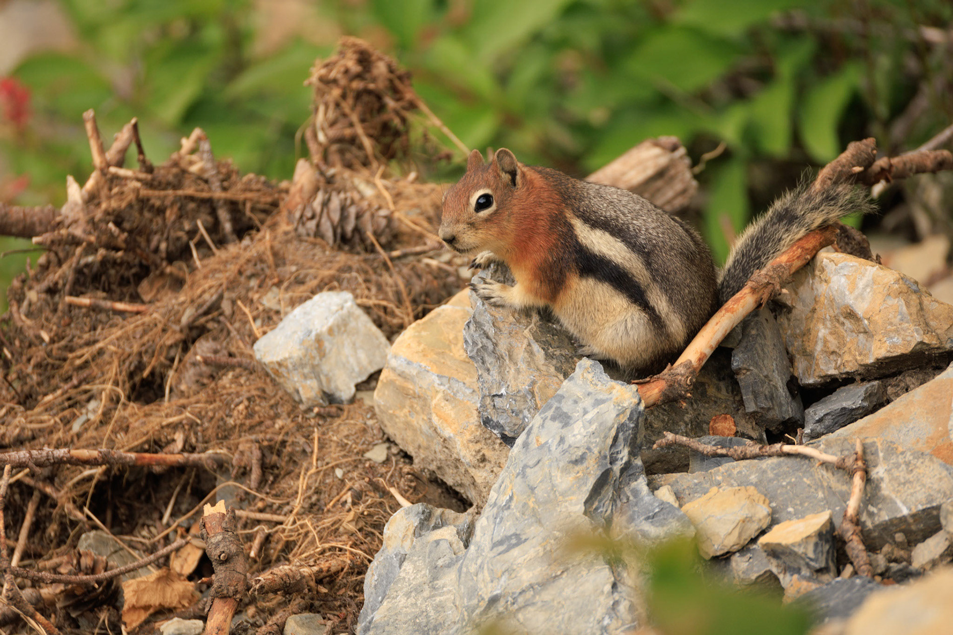 Yellow-pine chipmunk