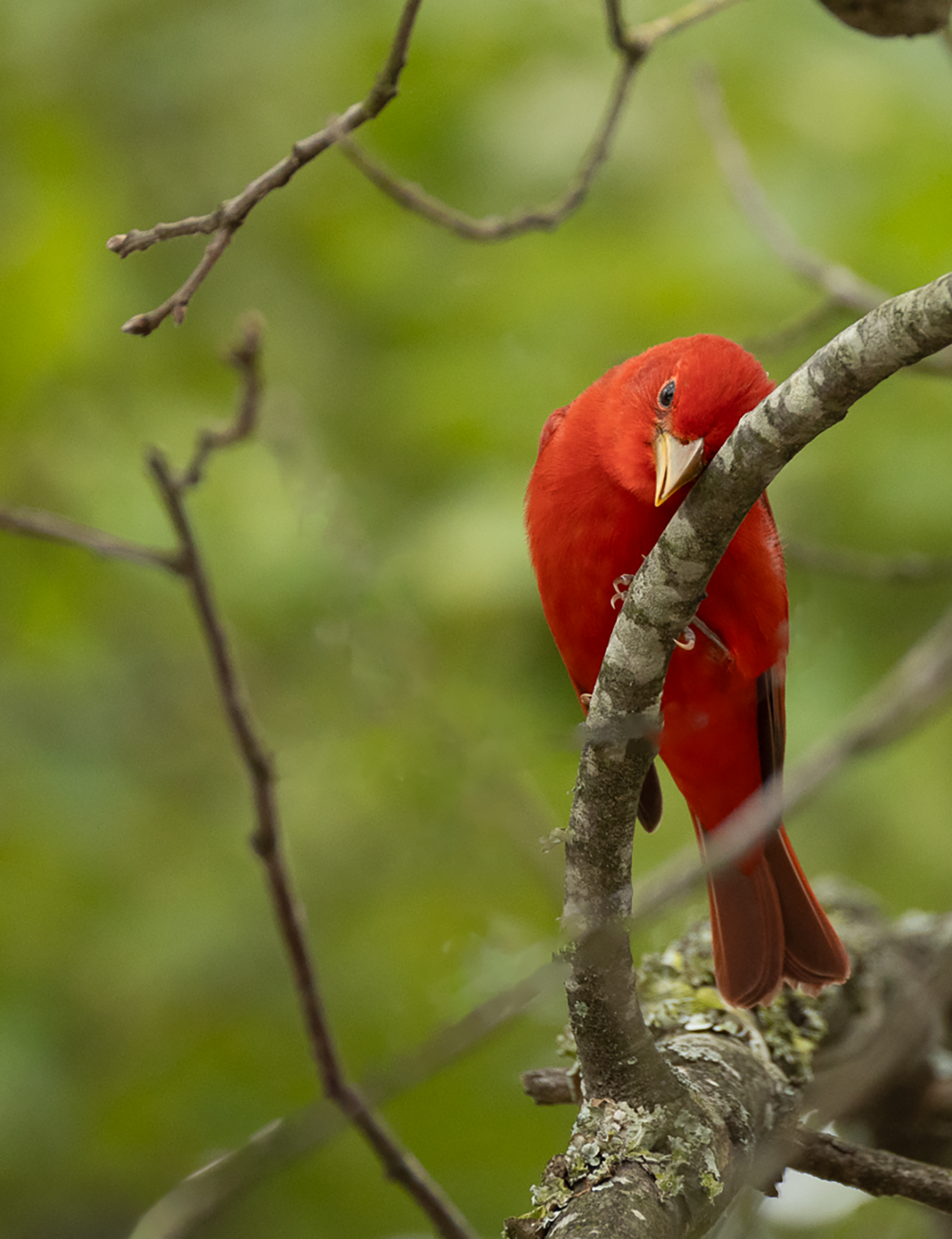 Male Summer Tanager