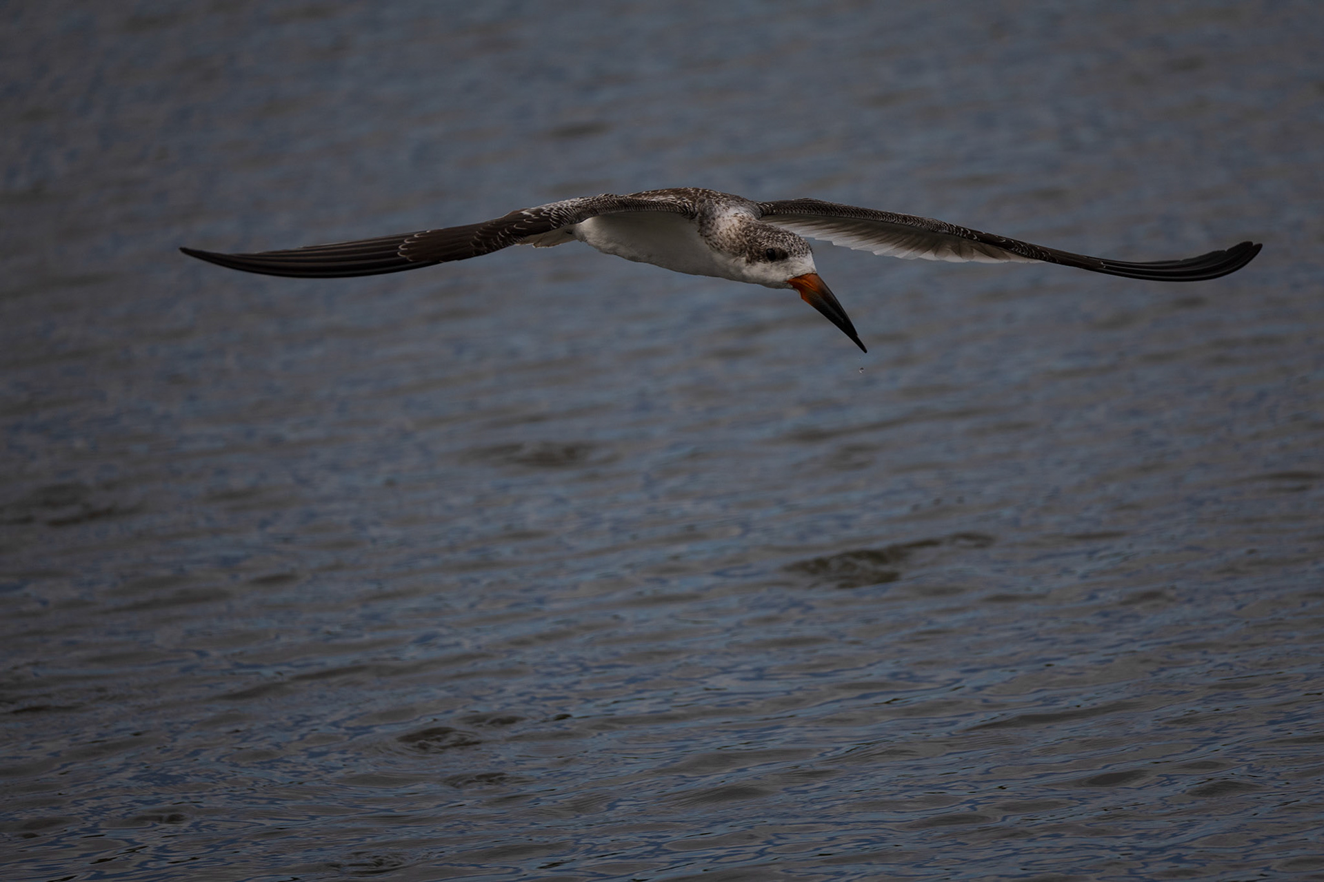 Black Skimmer
