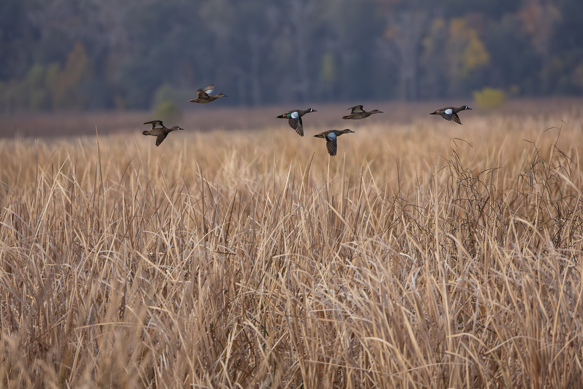Female and Male Blue-winged Teal