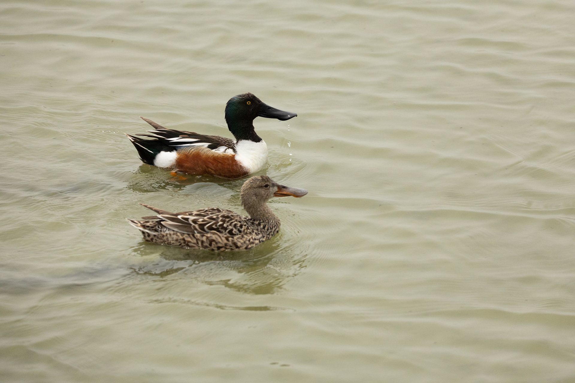 Northern Shoveler