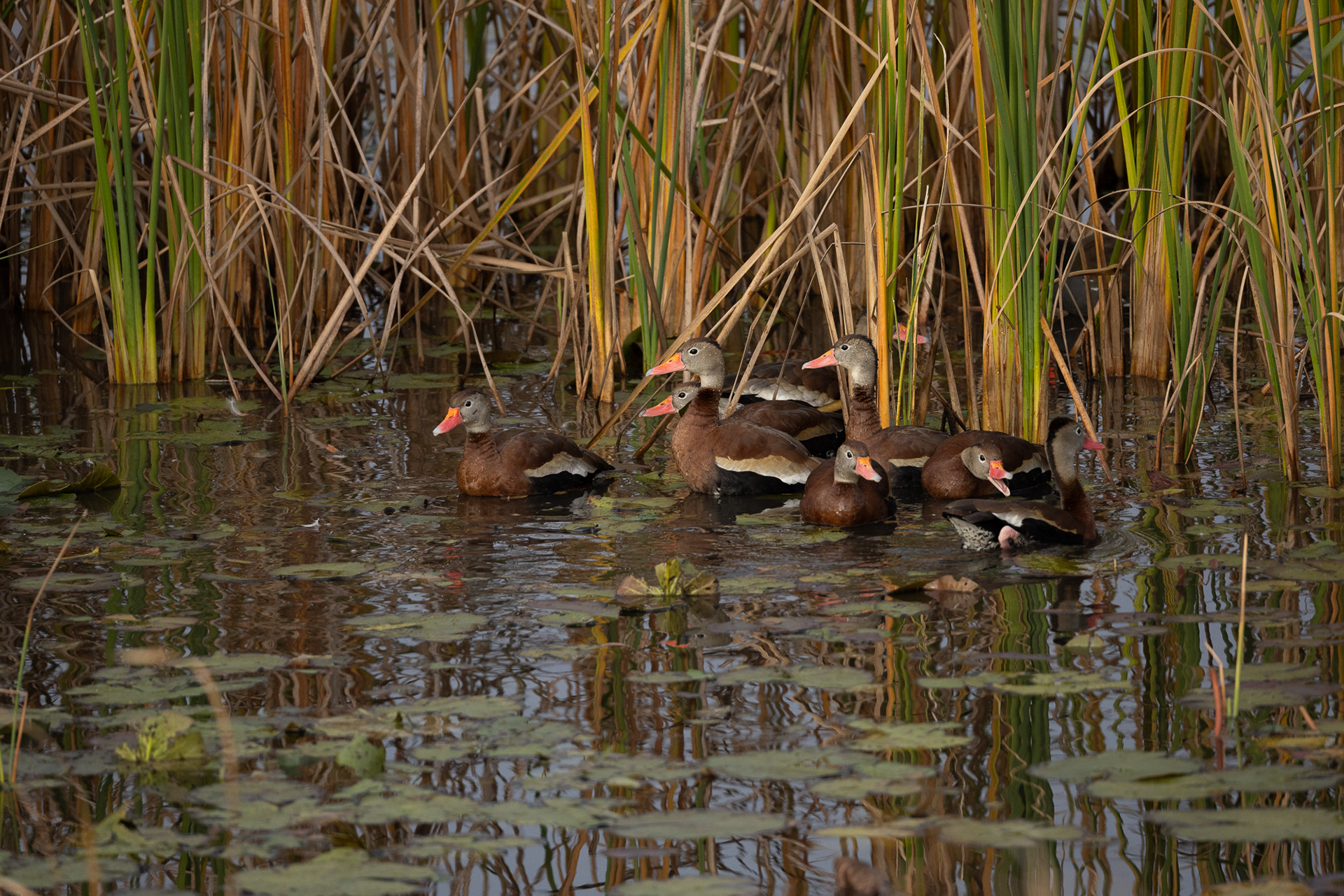 Black-bellied Whistling Duck