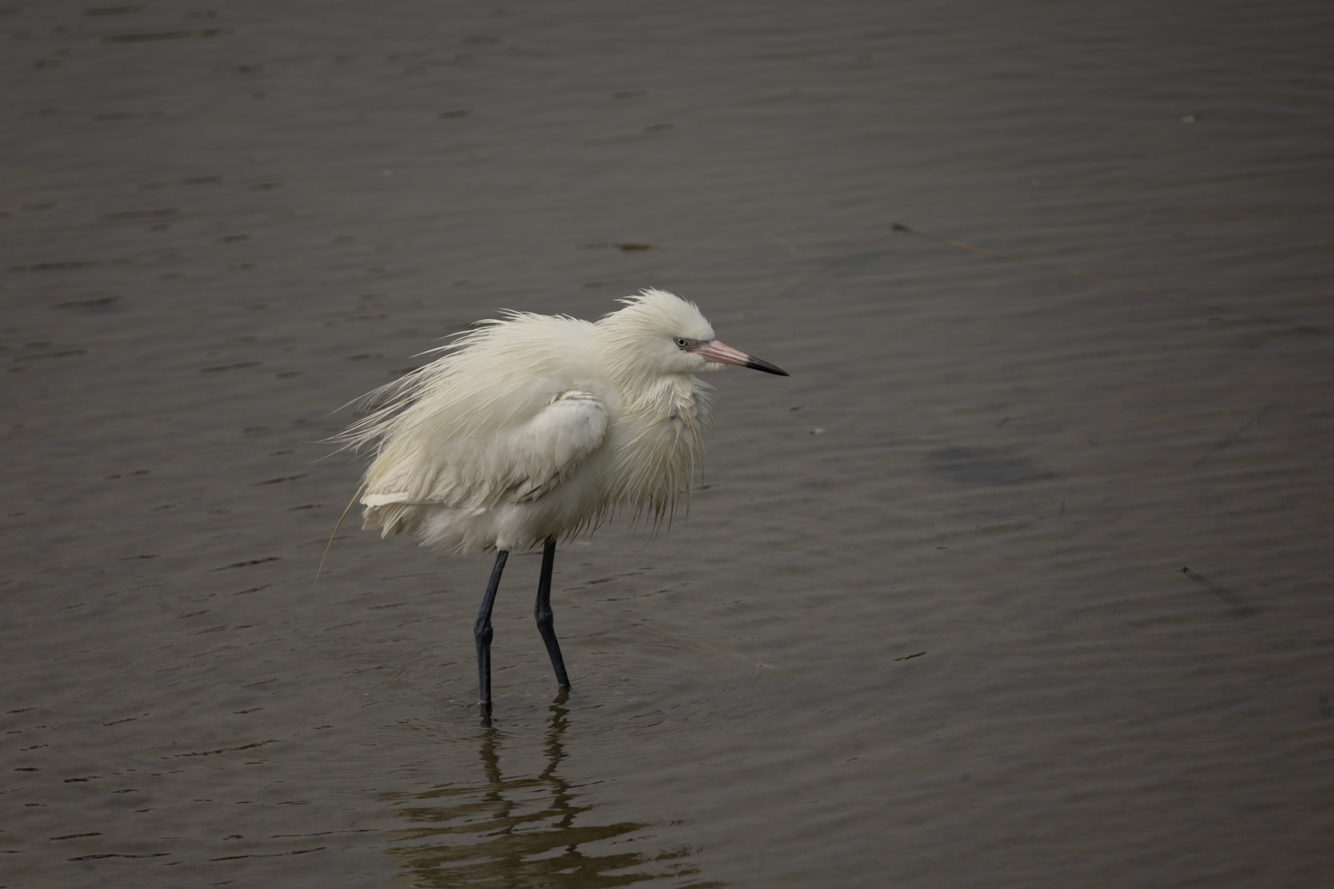 Snowy Egret