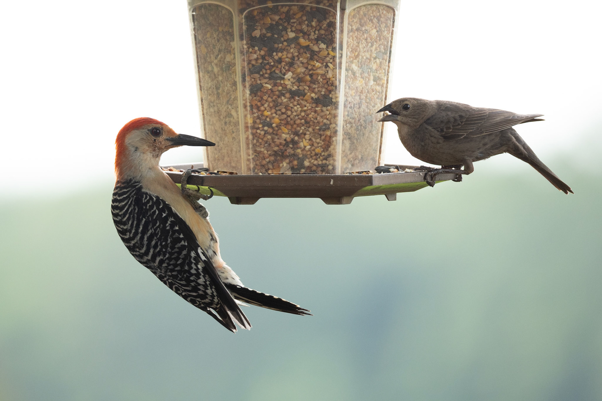 Red-bellied Woodpecker and Brown-headed Cowbird 