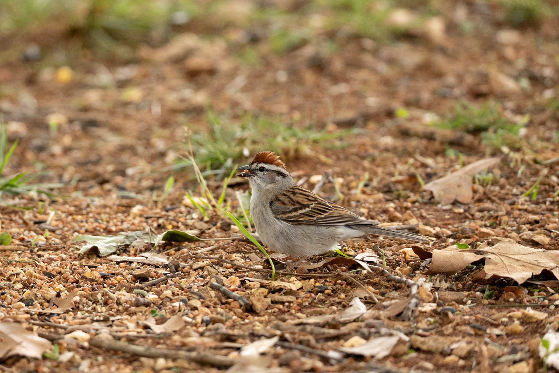 Chipping Sparrow