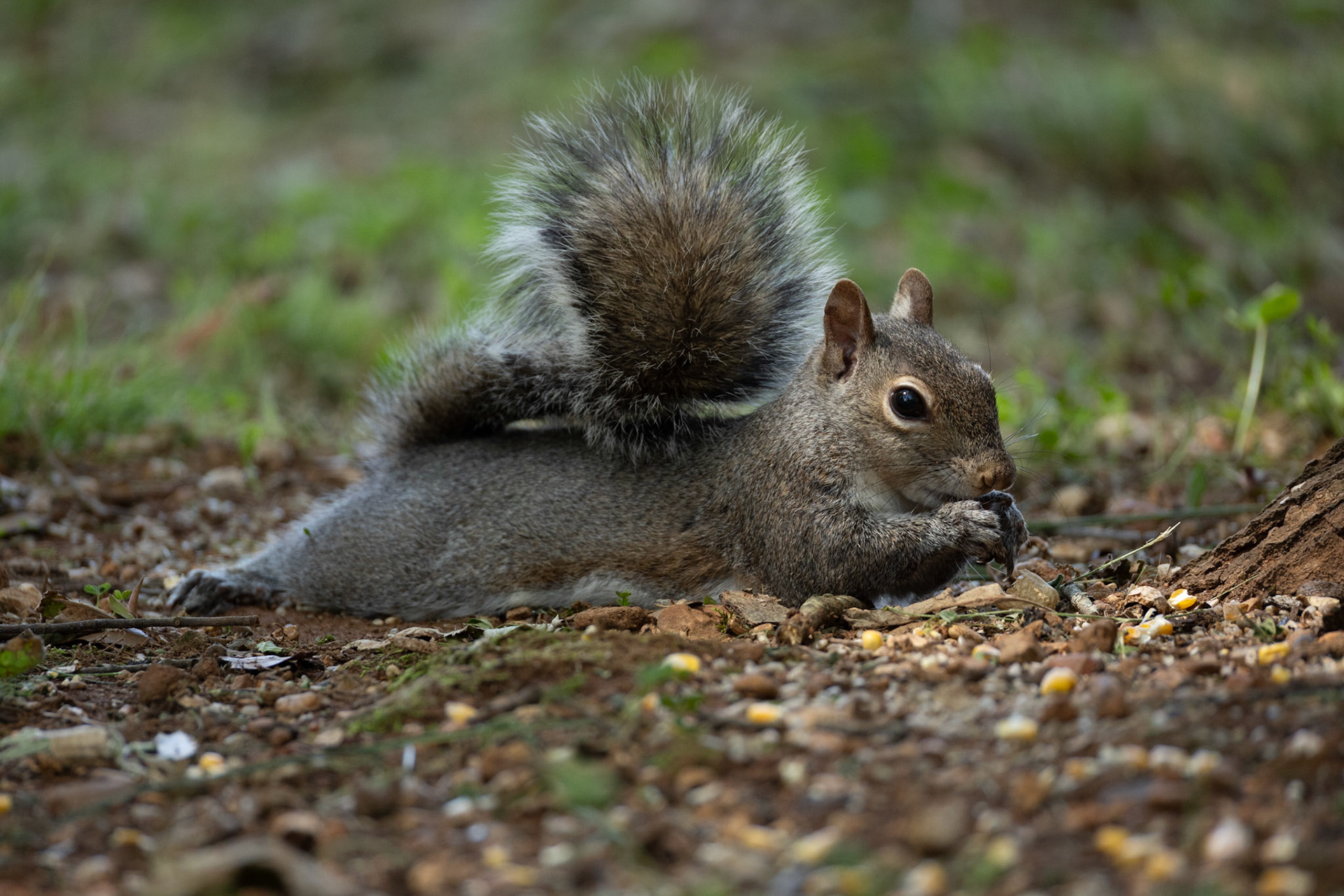 Gray Squirrel