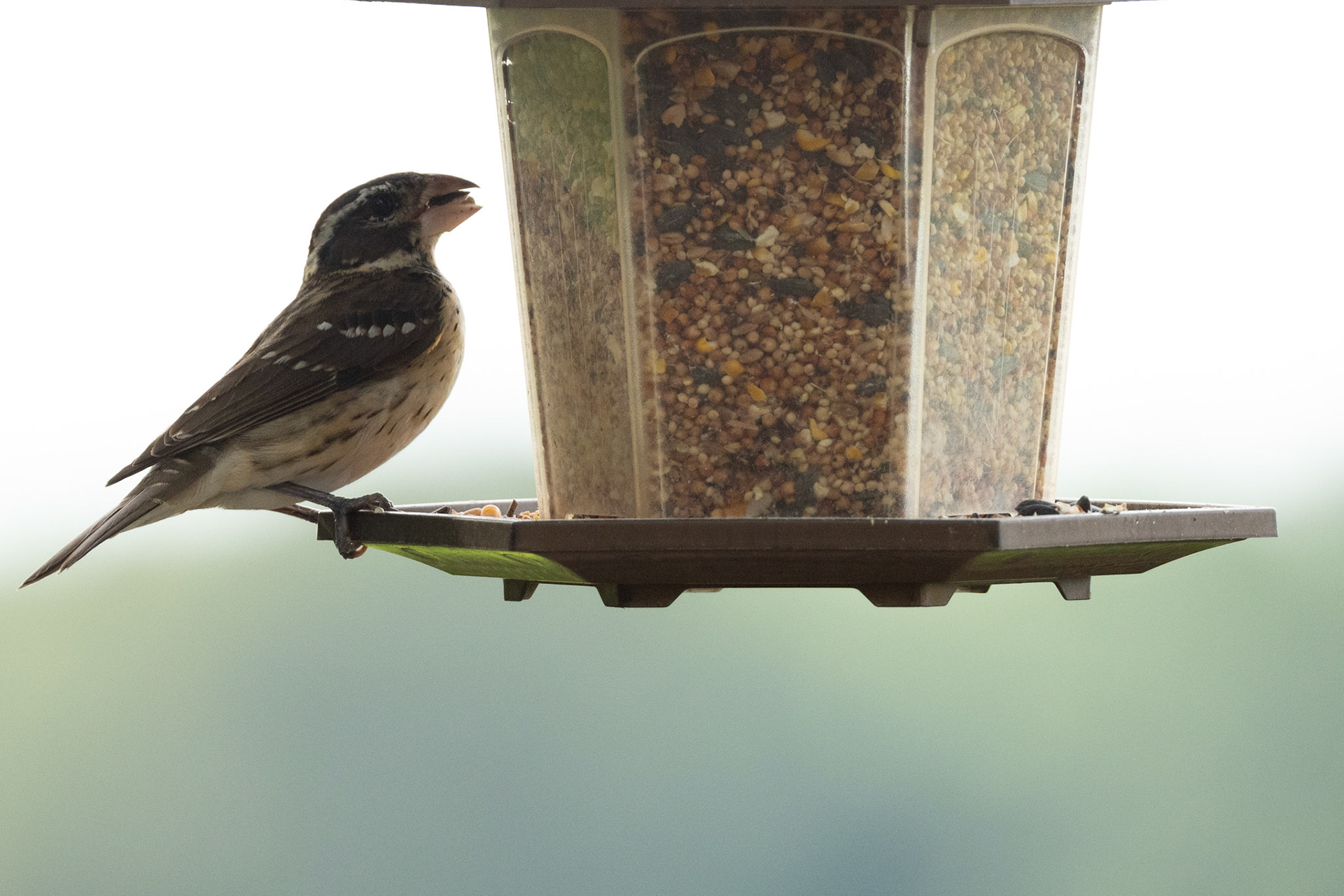 Rose-breasted Grosbeak