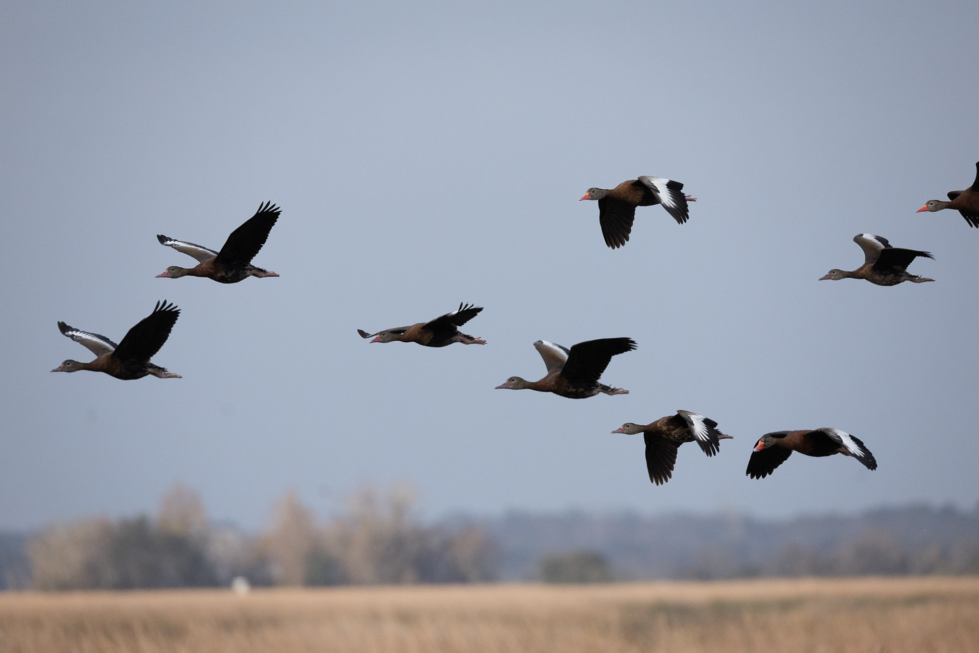 Black-bellied Whistling Duck