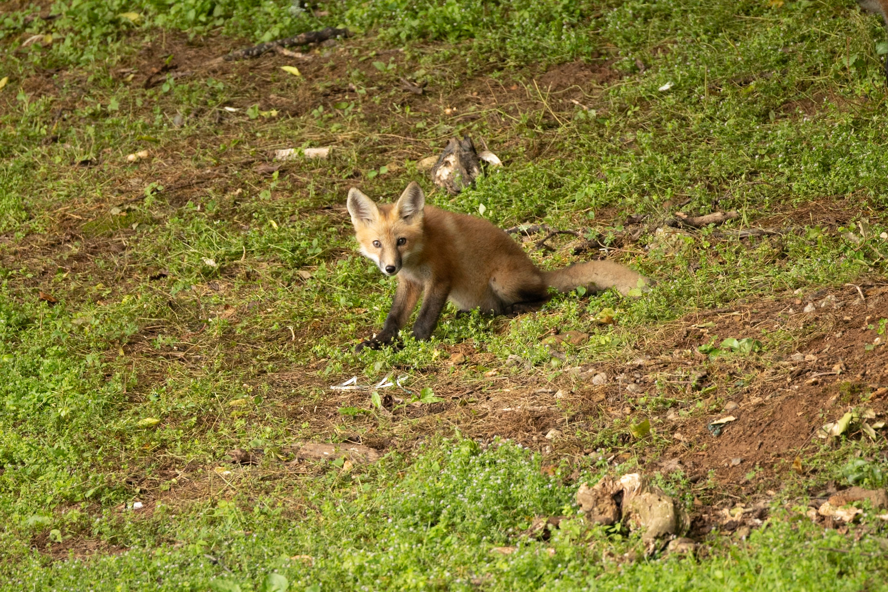 Baby Fox Kit