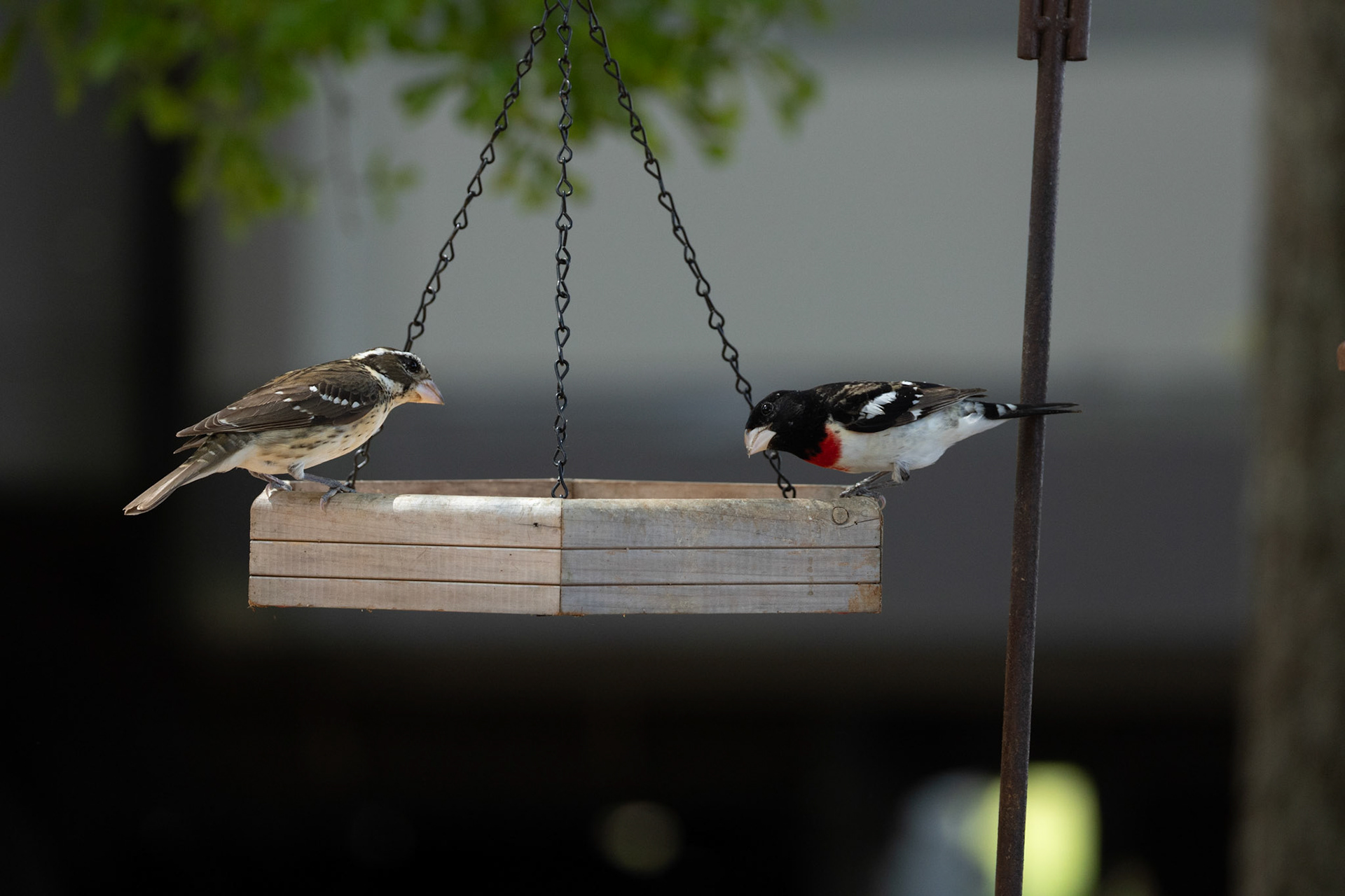 Female and Male Rose-breasted Grosbeaks