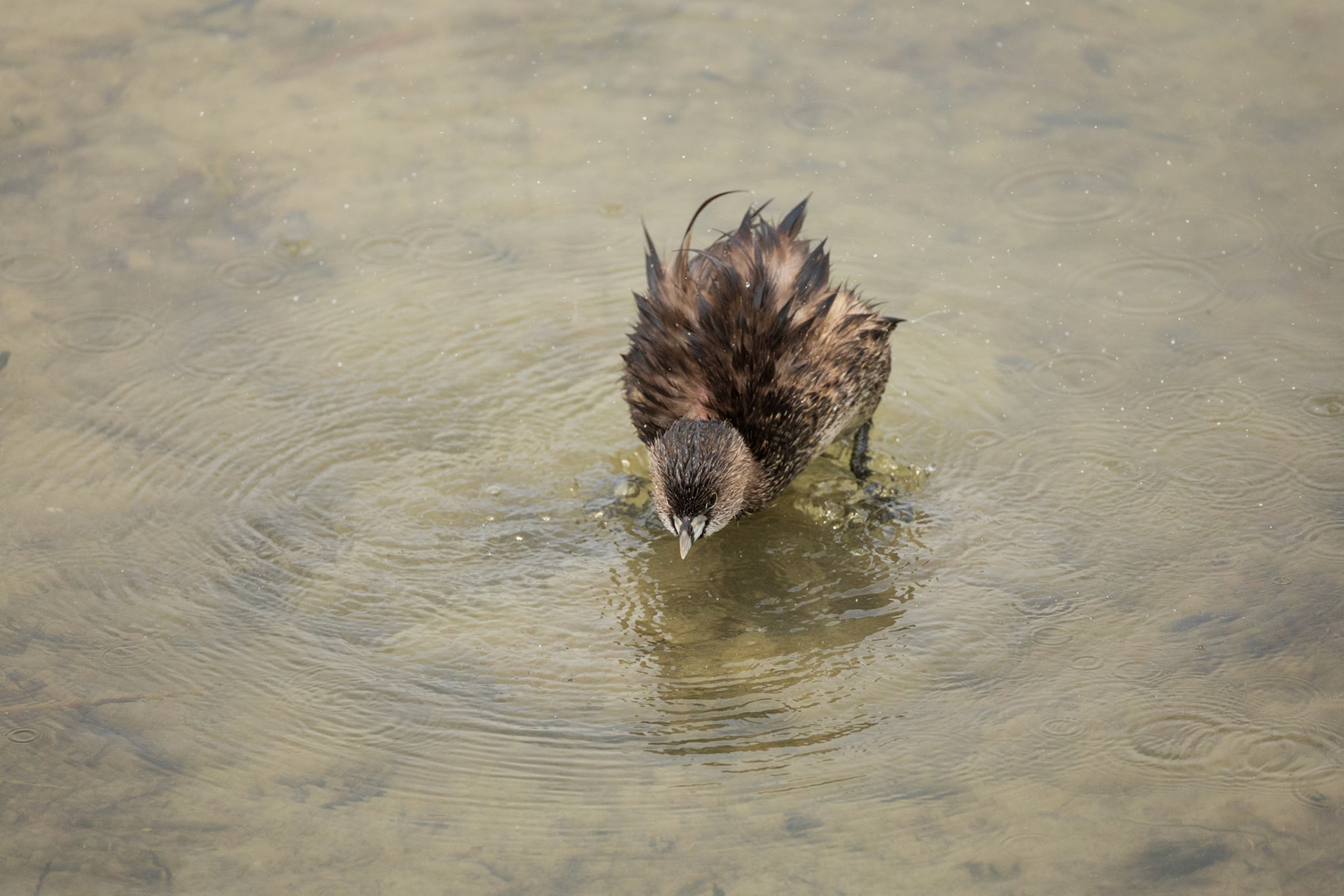 Pied-billed Grebe
