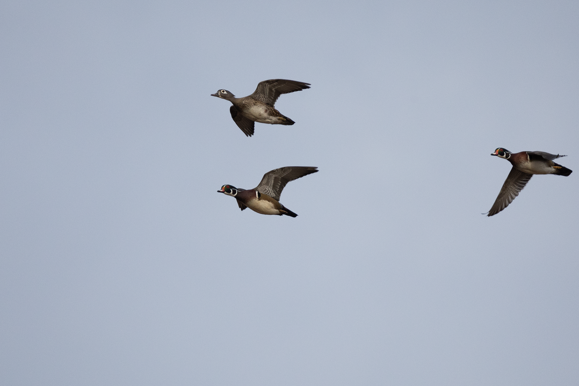 Female and Male Wood Ducks