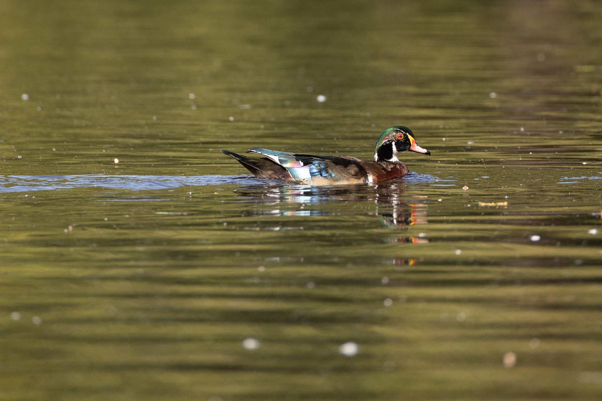 Male Wood duck