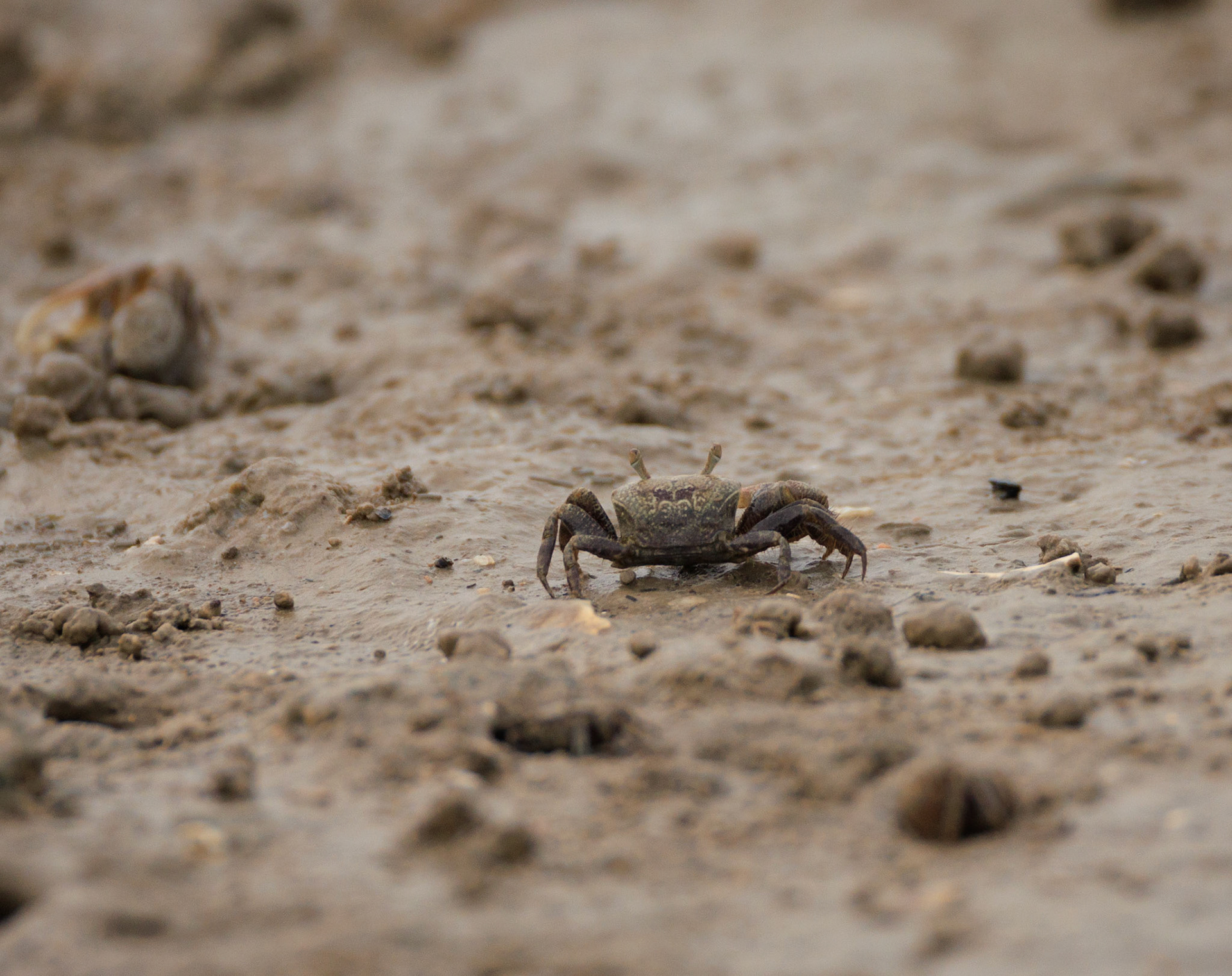 Ghost crab