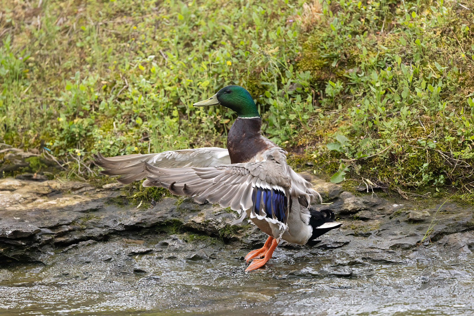 Male Mallard Duck