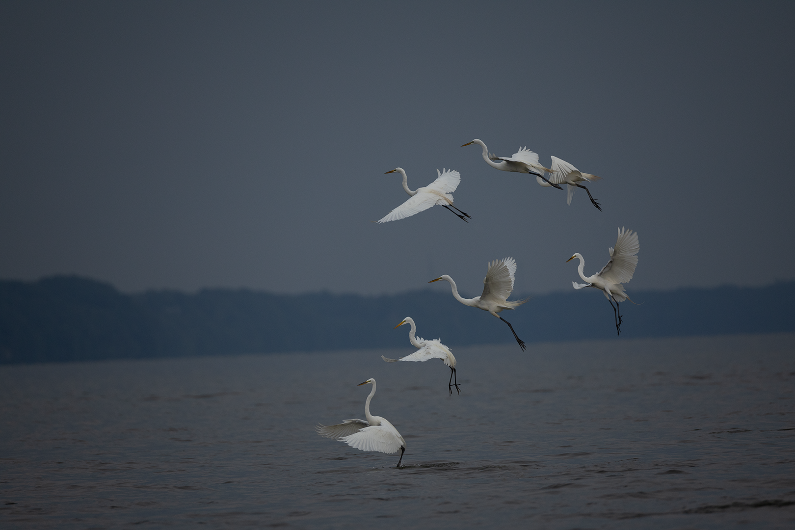 Great Egret