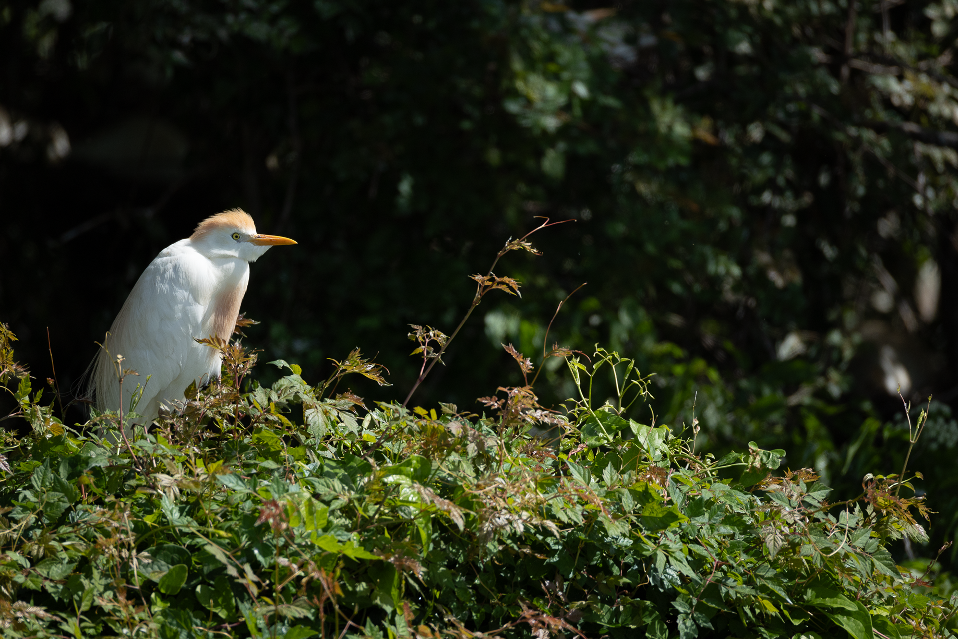 Cattle Egret
