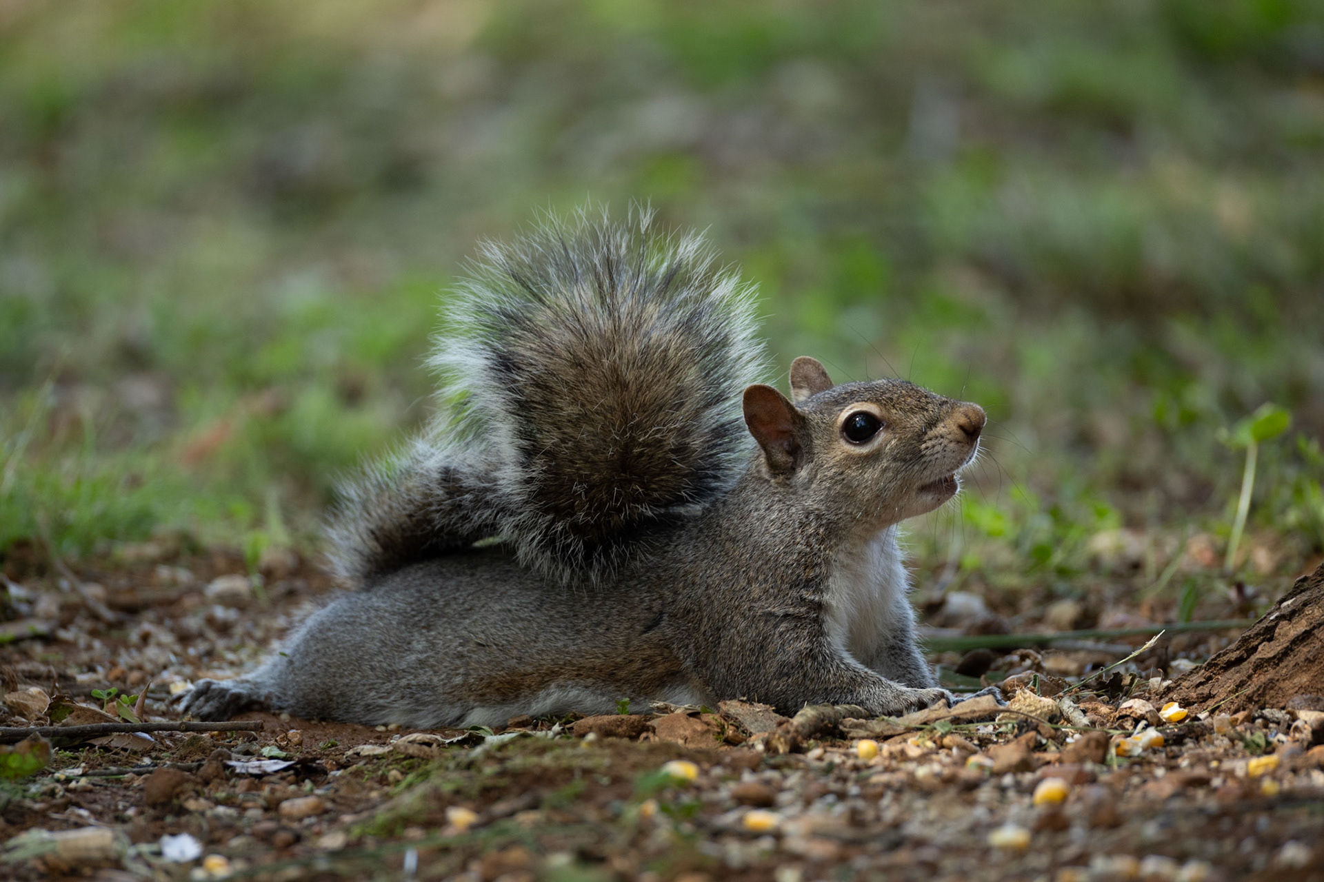 Gray Squirrel