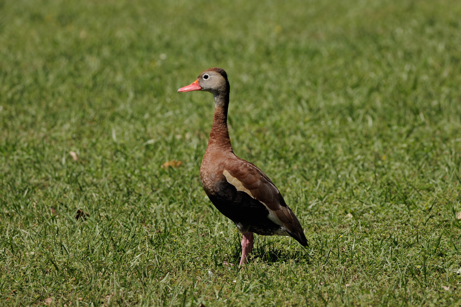 Black-bellied Whistling Duck