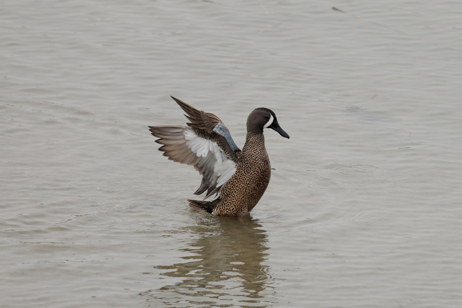 Blue-winged Teal