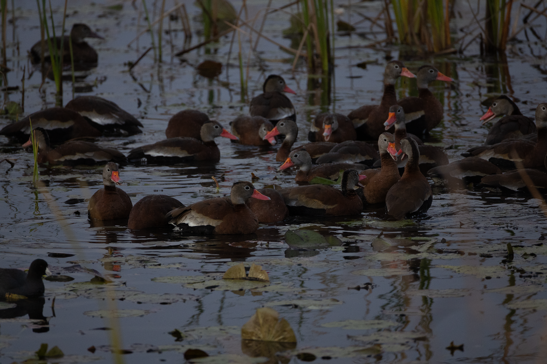 Black-bellied Whistling Duck