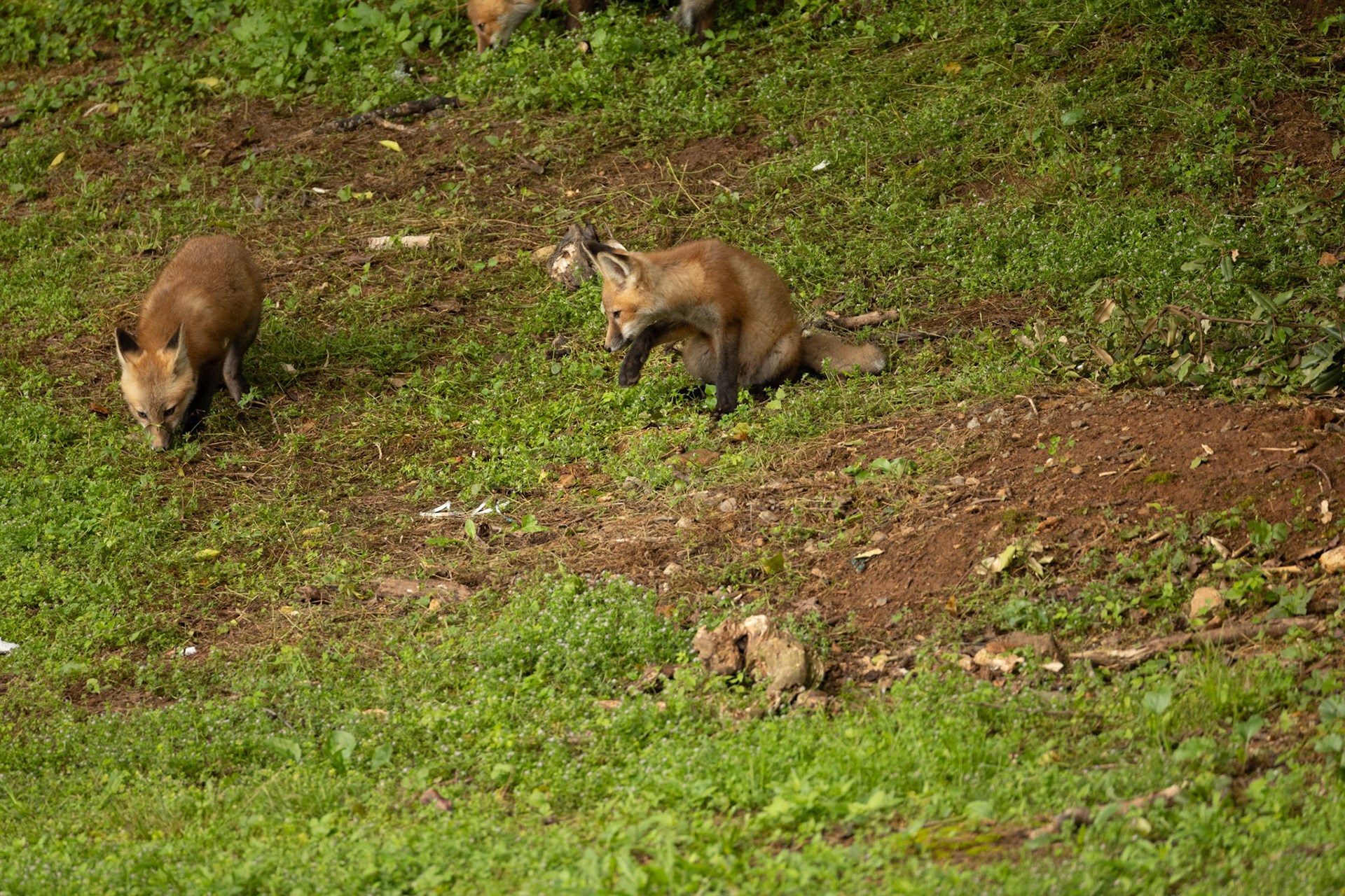 Baby Fox Kits