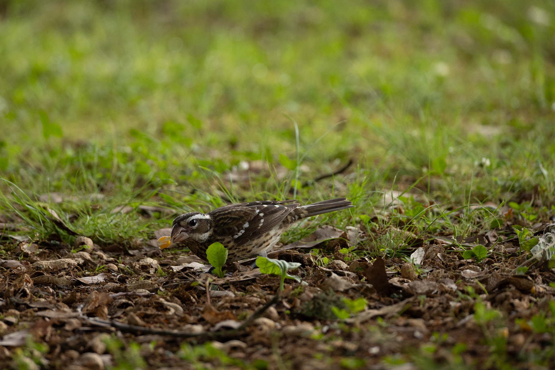 Female rose-breasted Grosbeak