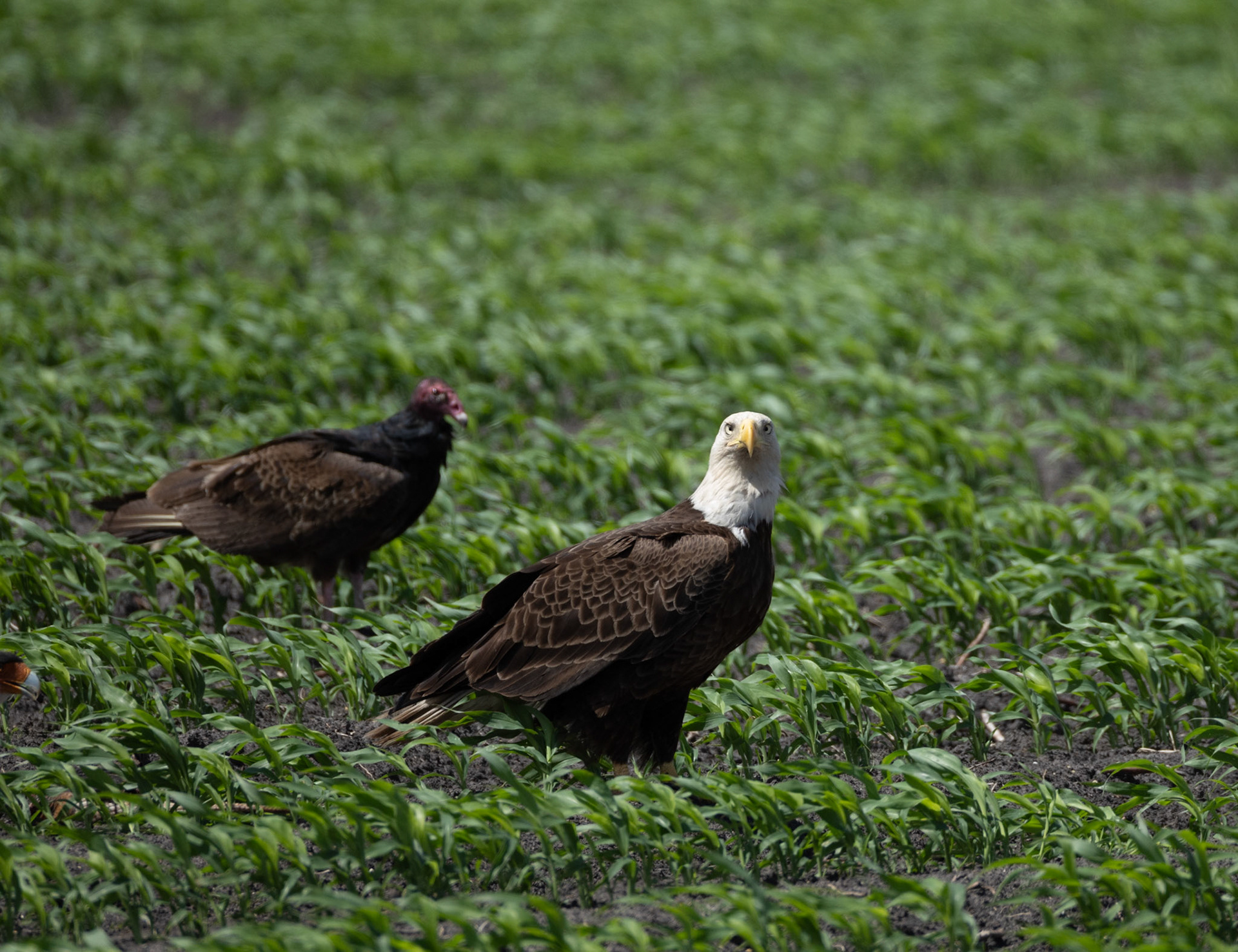 Bald Eagle and Turkey Vulture