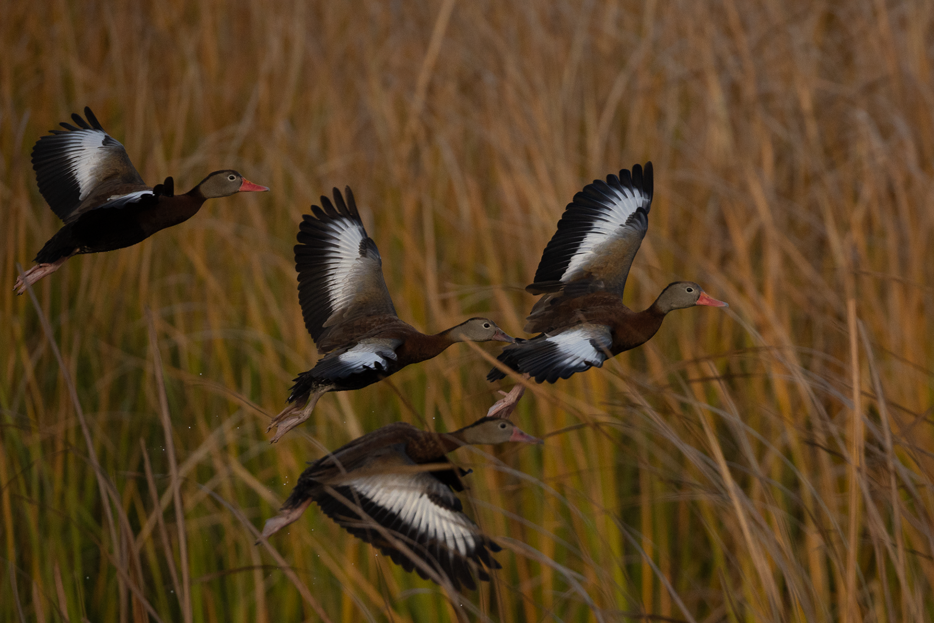 Black-bellied Whistling Duck