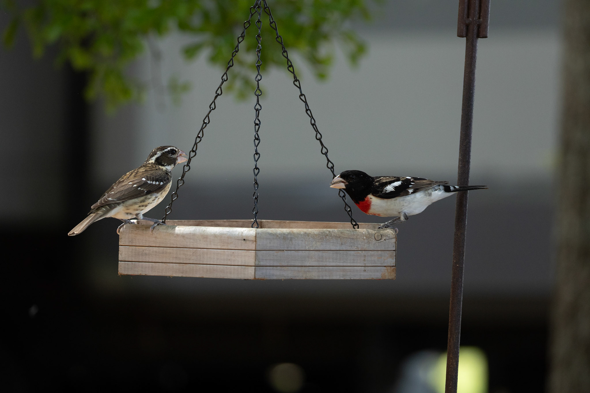 Female and Male Rose-breasted Grosbeaks