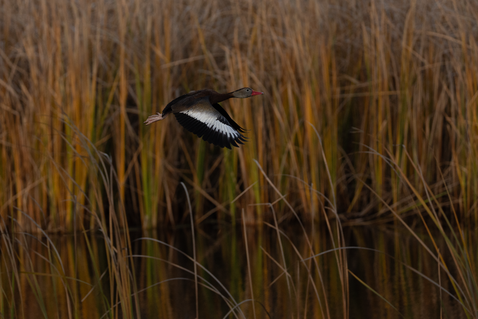 Black-bellied Whistling Duck
