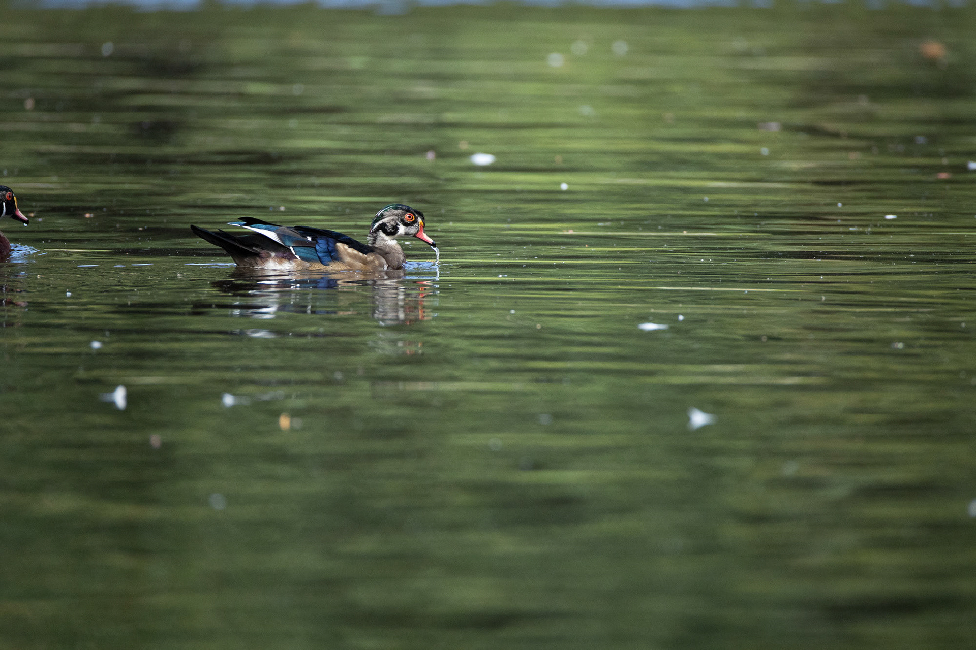 Male Wood duck