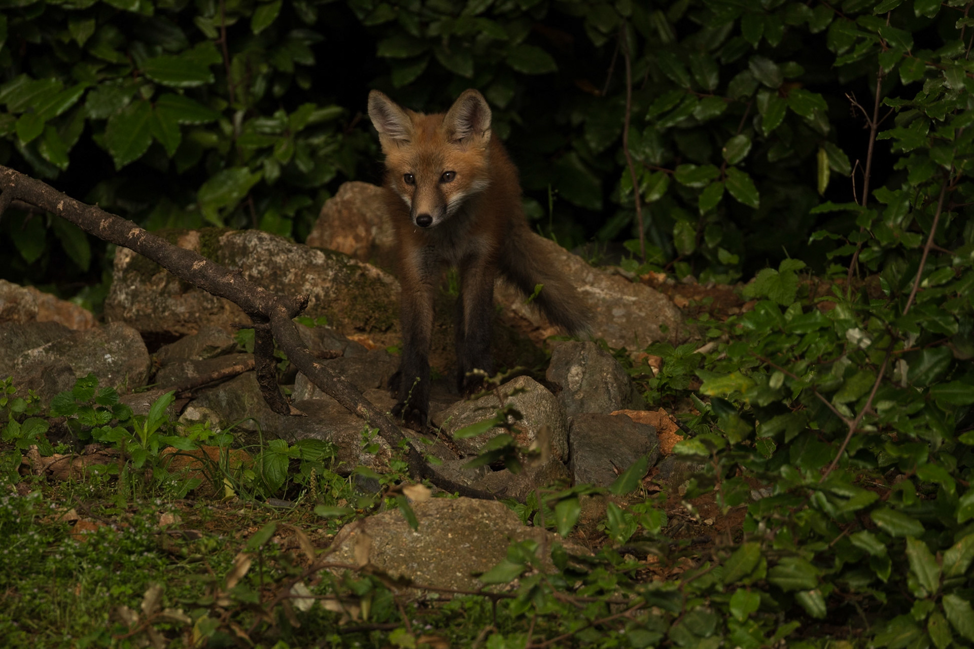 Baby Fox Kit