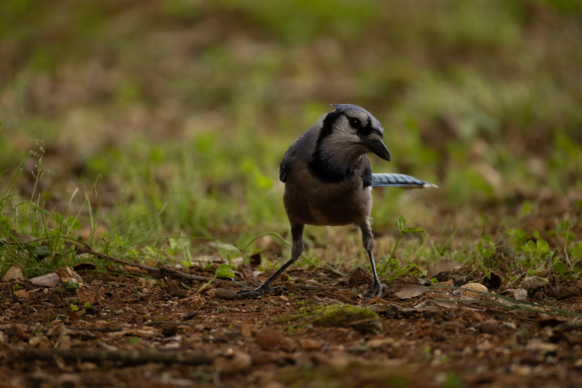 Blue Jay