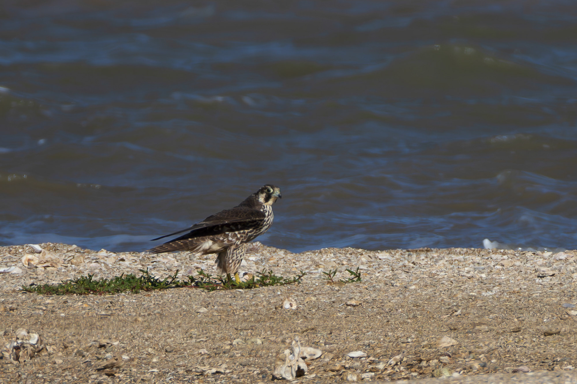 Prairie Falcon