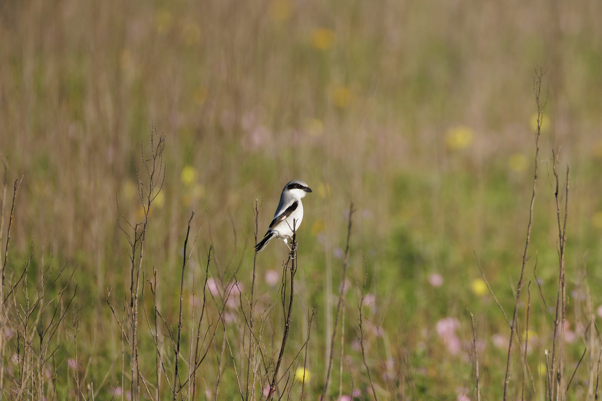 Loggerhead Shrike
