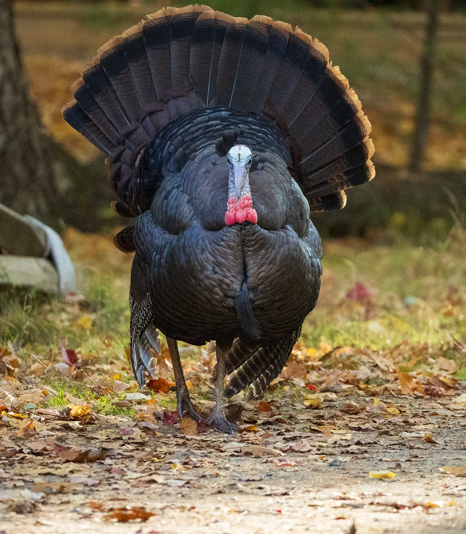 Wild Turkey
