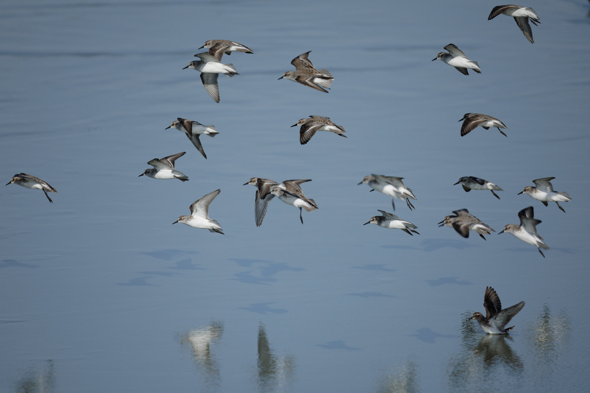 Sanderlings