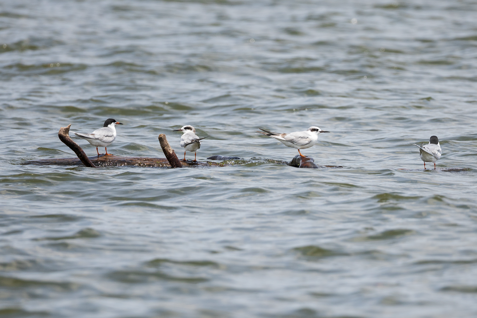 Foster's Tern