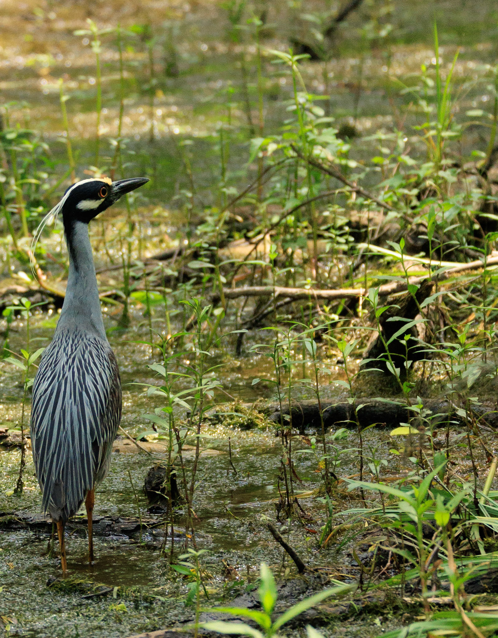 Yellow-crowned Night Heron