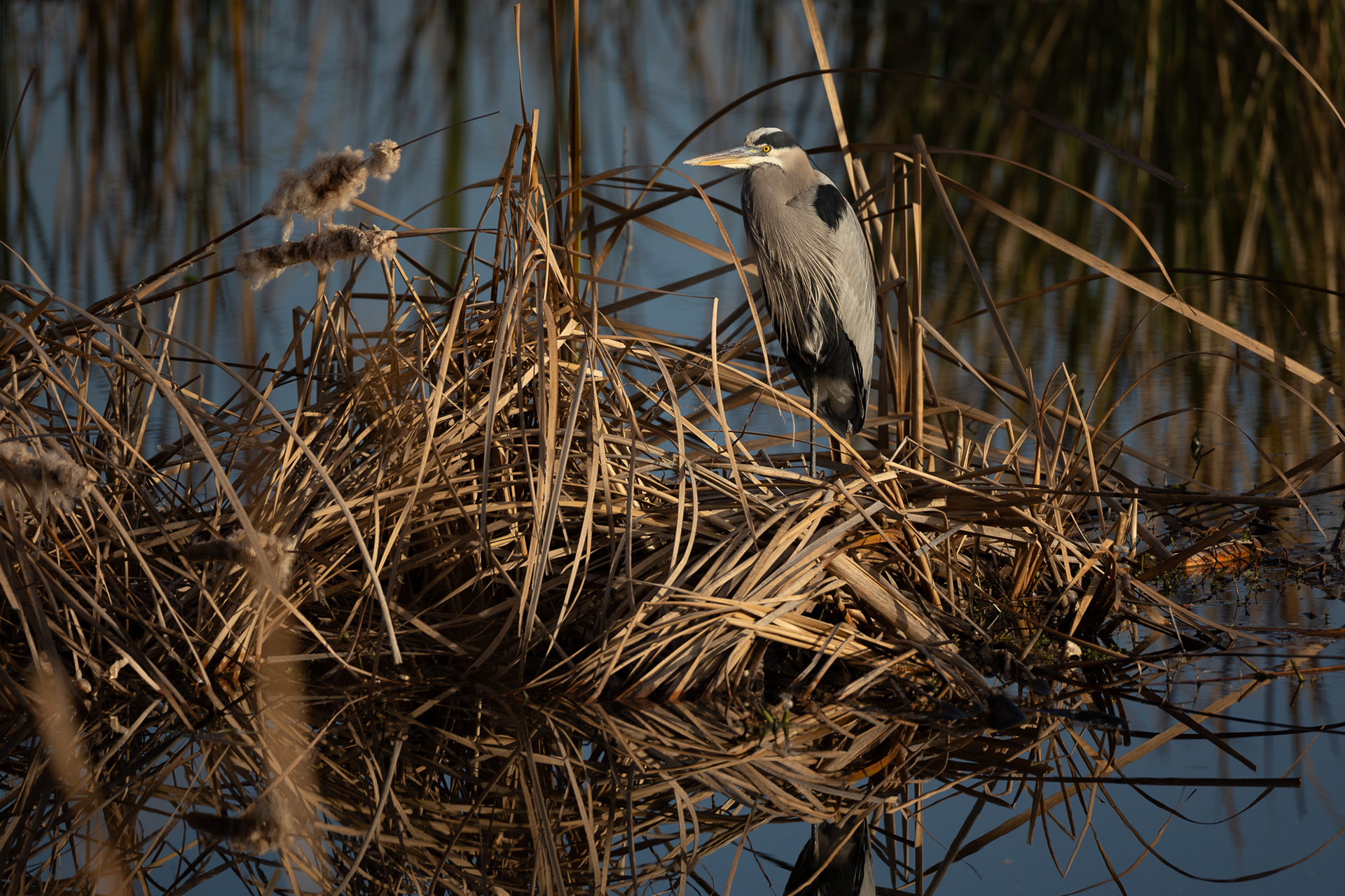 Great Blue Heron